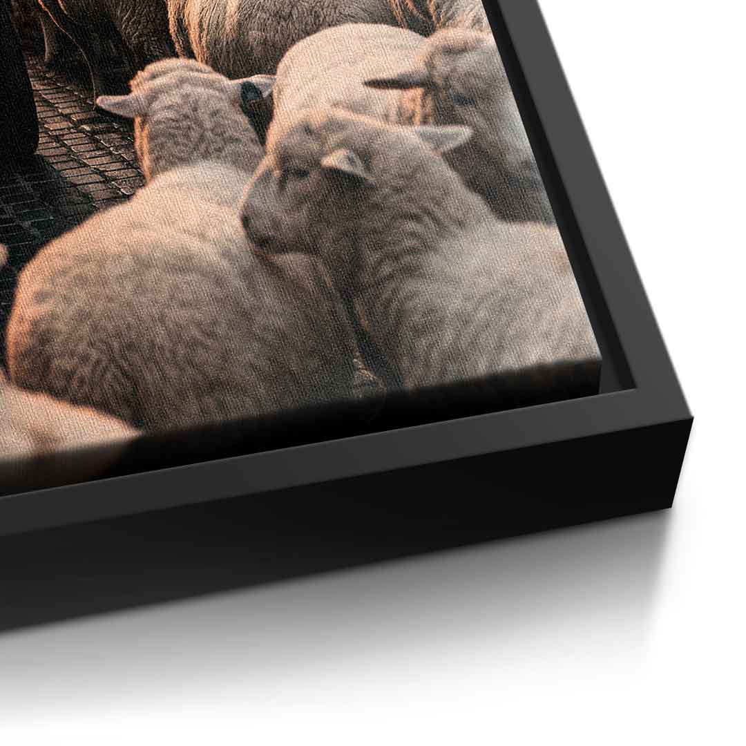 DOTCOMCANVAS Rolls Roys & Sheeps Leinwandbild Detailansicht schwarzer Rahmen