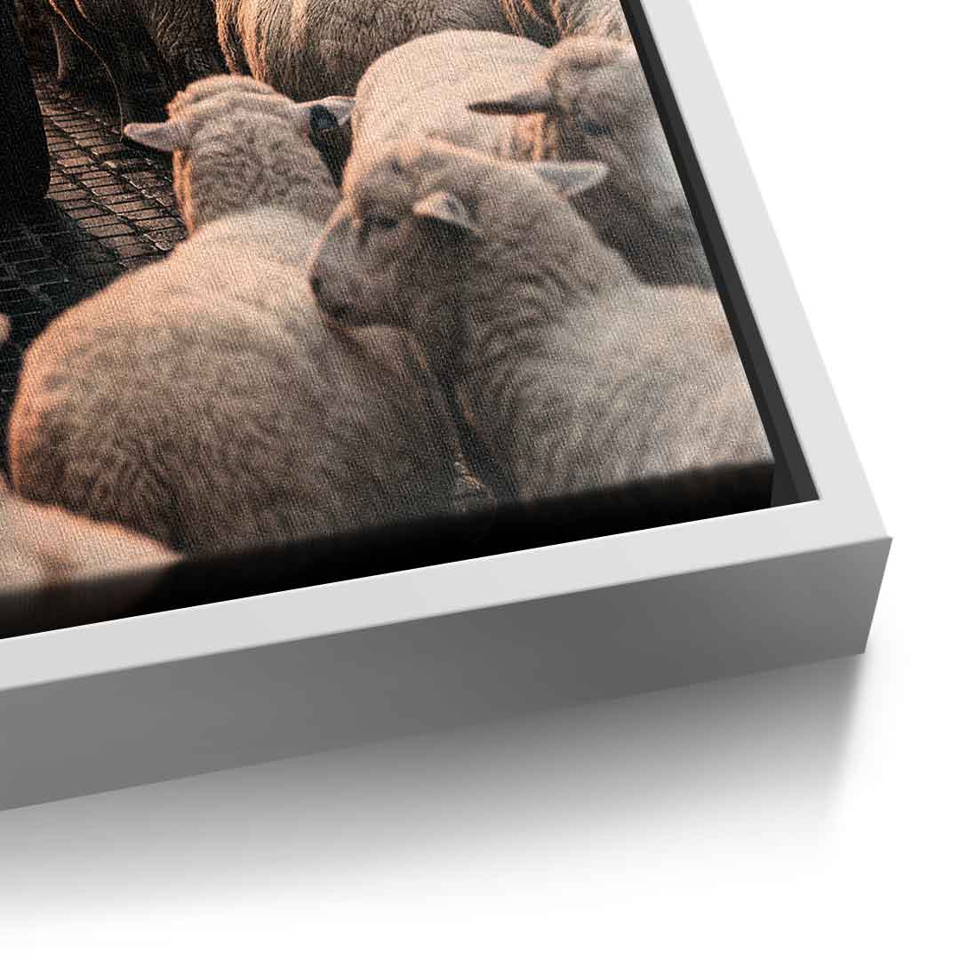 DOTCOMCANVAS Rolls Roys & Sheeps Leinwandbild Detailansicht weißer Rahmen